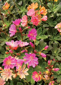 Lewisia cotyledon 'Regenbogen' ('Rainbow')